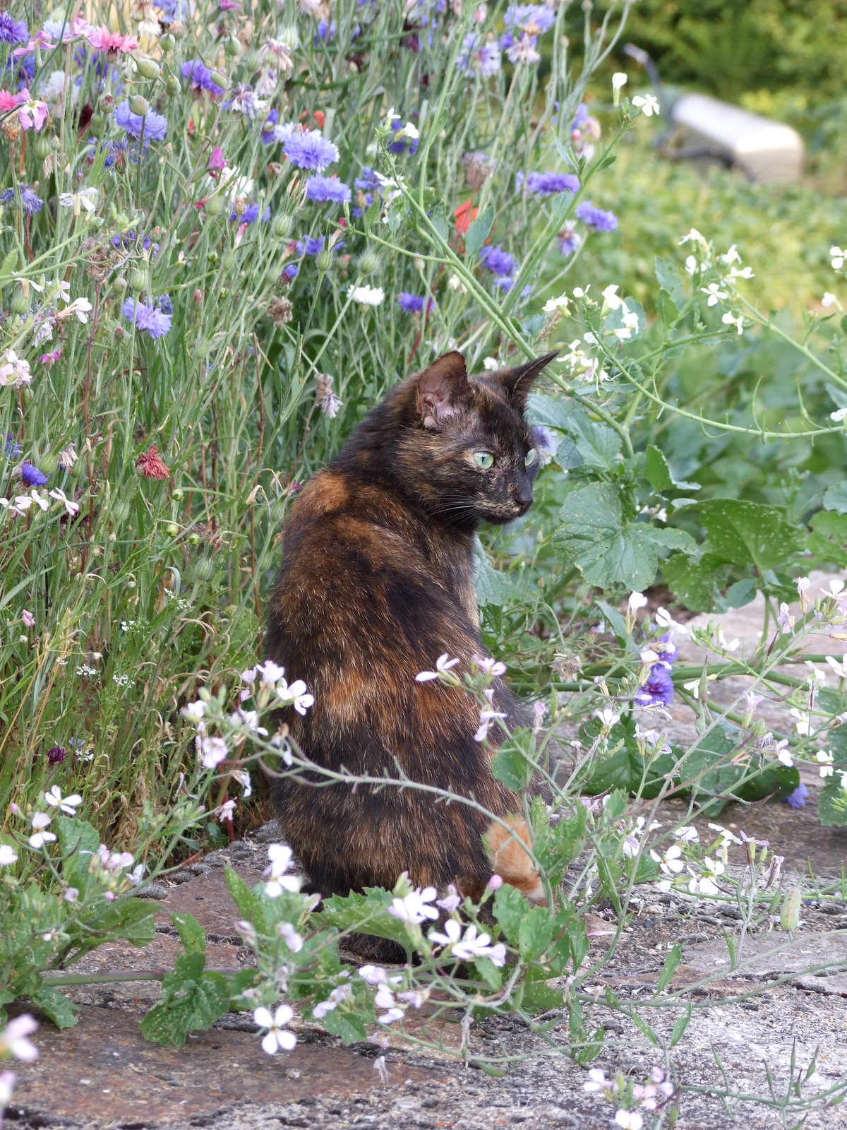 Minoes Onze poes Minoes